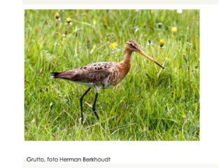 Lezing 26 oktober: āVogels in Cronesteynā
Plaats: Tuin van de Smid in polderpark Cronesteyn
Aanvang 15.00 uur (inloop vanaf 14.30 uur) tot 16.30 uur
Zou de grutto ooit nog terugkomen in Polderpark Cronesteyn?
Op zondag 26 oktober organiseert Stichting Groen Cronesteyn een lezing over vogels in polderpark Cronesteyn. De lezing wordt gegeven door Piet Breebaart en Jan van Kasteel, leden van vogelwerkgroep Cronesteyn. De vogelwerkgroep telt sinds 1985 de broedvogels en watervogels in het polderpark. In die periode is er in het park veel veranderd ook in de stand van de vogels.
Er is voor 70 personen plaats in de kas van de Tuin van de smid, dus geef u tijdig op. De entree is 5,-.
Stuur een mailtje naar info@groencronesteyn.nl om je aan te melden.
@detuinvandesmid @sleutelstad @leidschdagblad @leidsnieuwsblad #vogels #grutto #polderpark #polderparkcronesteyn @ivnleidseregio #groenestad @groenestad071