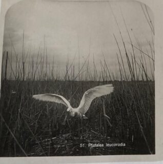 TIP voor onze Polderpark NATUUR FOTOGRAFEN: Pioniers van de Natuurfotografie, een bijeenkomst op 30 oktober (19.30 - 22.00) in de Universiteit Bibliotheek met een podiumgesprek over de eerste natuur fotografen, w.o. Jacq. P. Thijsse.
Zie ook: https://www.universiteitleiden.nl/nieuws/2025/08/pioniers-van-de-natuurfotografieāpodiumgesprek-en-pop-up-tentoonstelling
#natuurfotografie #maandvandegeschiedenis #universiteitleiden #dankjewelvoormooiefotoāsvanhetpolderpark