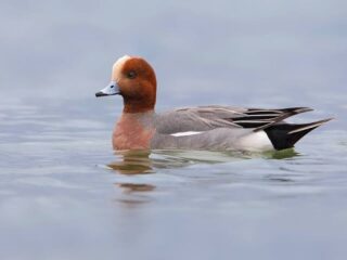 De smient, een prachtige eend nu weer te zien in Cronesteyn. Deze wintergast is ieder jaar vanaf half oktober met tientallen te vinden in de sloten van het weiland. In april vertrekken ze naar het poolgebied om daar te broeden.
Zoek de smient in polderpark Cronesteyn!
#smient #polderpark #poldervogels #cronesteyn #cronesteynpark #cronesteynpolder #wandelen #leiden #leidenstadvanontdekkingen #vogelsindepolder