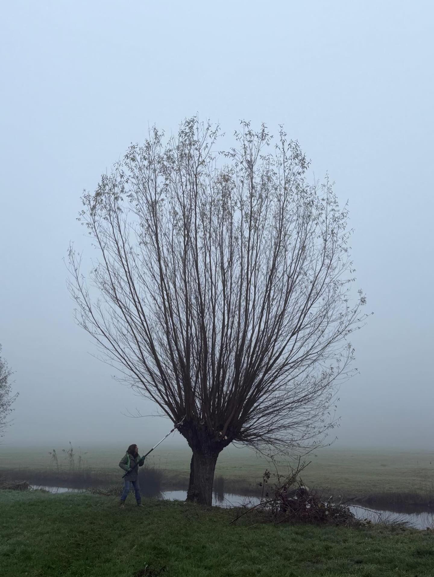 De Natuurbeheergroep van Stichting Groen Cronesteyn is begonnen met het knotten van de wilgen in het polderpark. Ben je op zoek naar wilgentenen voor je manden, ga dan wandelen in Cronesteyn en neem je snoeischaar mee.
📷 van Claire 
#natuurbeheergroep #polderpark #cronesteyn #wilgen #wilgentakken #wilgentenen #manden #knotten #winterklus #indemist #takkenschaar #mooi