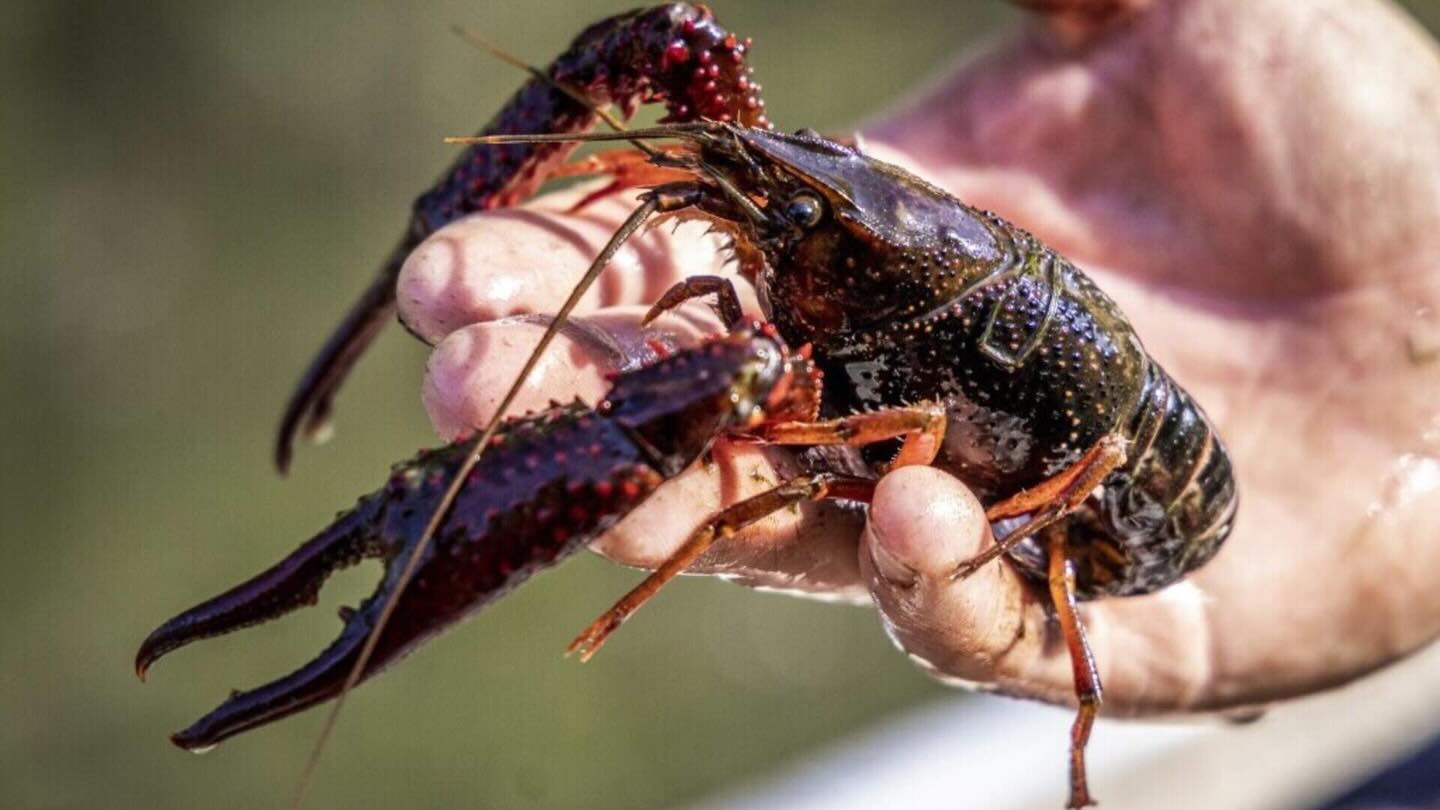 17 keer minder rivierkreeften in de sloten van polderpark Cronesteyn dan in 2023! Van gemiddeld 8.5 rivierkreeften per m2 naar 0.5, dankzij een proef met natuurvriendelijke oevers in het park. Hoera, met een dank-je-wel van de vissen, vogels, amfibieën, kikkers, padden, insecten en kleine zoogdieren die nu weer een kans krijgen in de sloten van het park. Goed werk van de @gemeenteleiden 

#polderparkcronesteyn #natuurlijkevenwicht #rivierkreeften #natuurlijkeoevers #cronesteyn #gemeenteleiden #ecologie 

Foto: ANP
