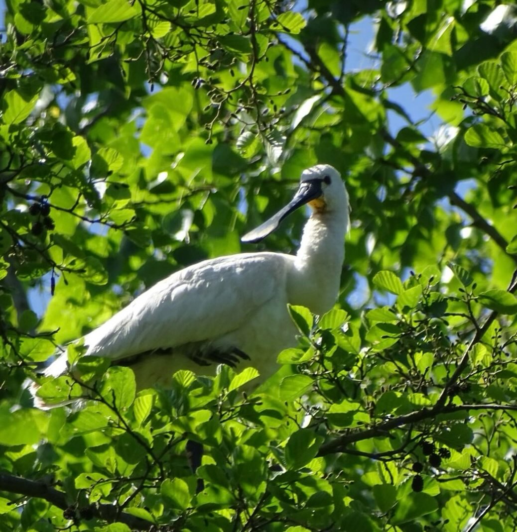 Vorige week heeft de vogelwerkgroep van Stichting Groen Cronesteyn de voorjaarstelling gedaan. Maar liefst 34 lepelaar nesten zijn geteld, 10 meer dan vorig jaar. Er zijn een dertigtal blauwe reigers, die al de eerste eieren hebben gelegd. Piet Breebaart, bestuurslid van Groen Cronesteyn en lid van de vogelwerkgroep zegt: ‘Een halve eeuw geleden zaten er misschien 50 paar lepelaars in Nederland en werd er veel moeite gedaan om die te beschermen. Ondertussen zijn het er meer dan 4000.’ Lees het interview met Piet in @leidschdagblad 
#lepelaars #lente #polderparkcronesteyn #leidenstadvanontdekkingen #natuurindestad
📷 Kristel Schaap