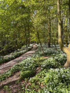 De daslook bloeit in het landgoedbos op Cronesteyn! #lente #daslook #cronesteyn #prachtig #leidenstadvanontdekkingen 

📷 Sjaak van de Geijn