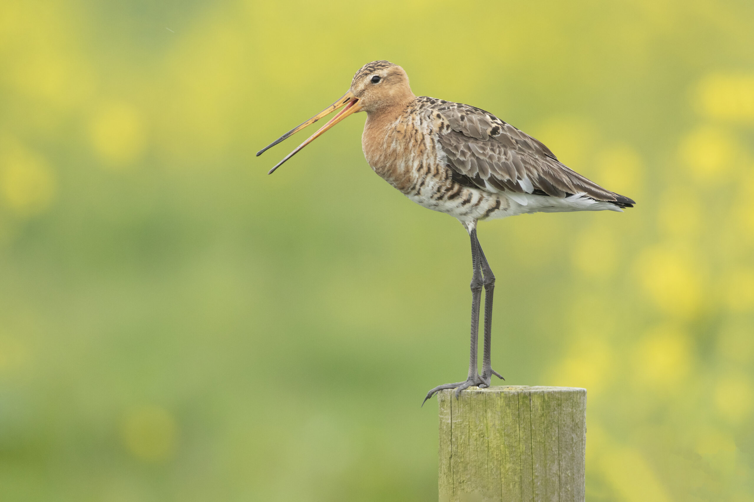 Stichting Groen Cronesteyn - De Grutto