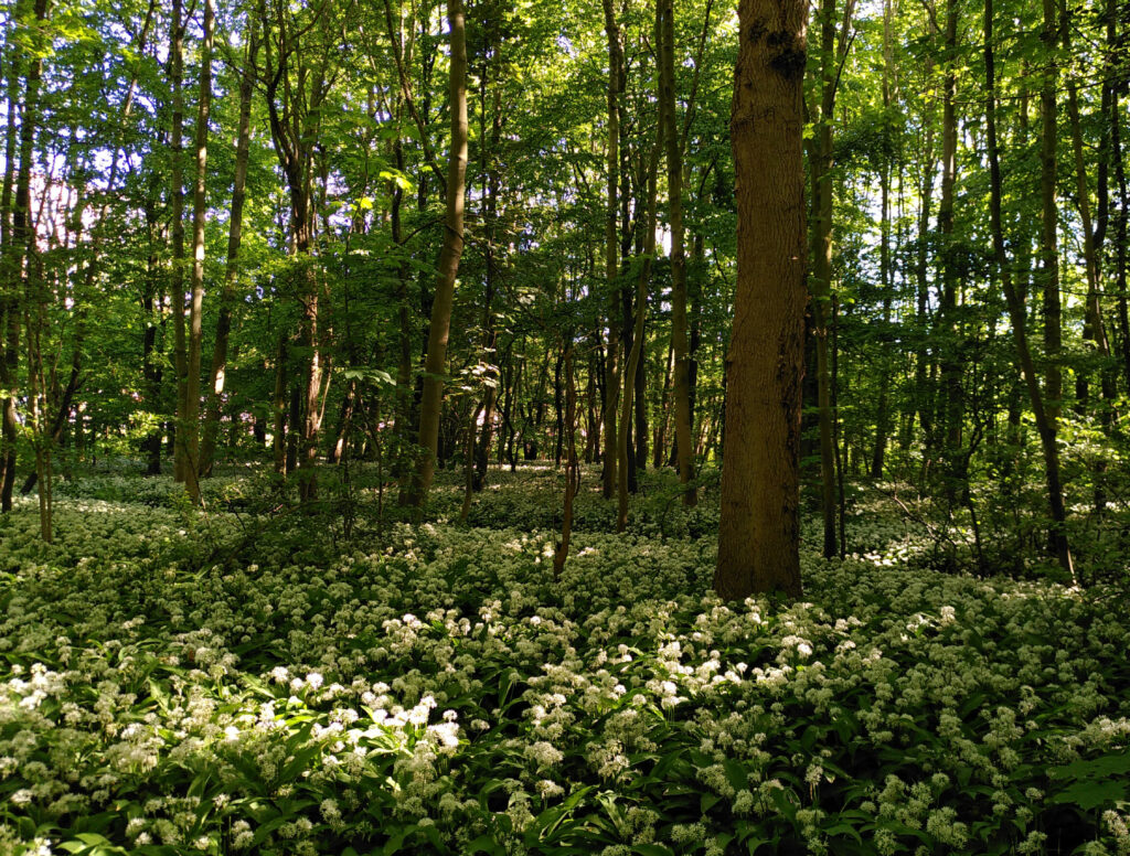Stichting Groen Cronesteyn - bos met bloeiende daslook 