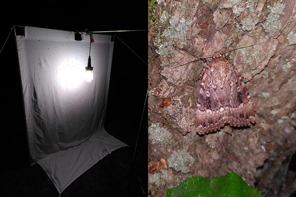nachtvlinders op fel verlicht wit laken, één van de gevonden vlinders
