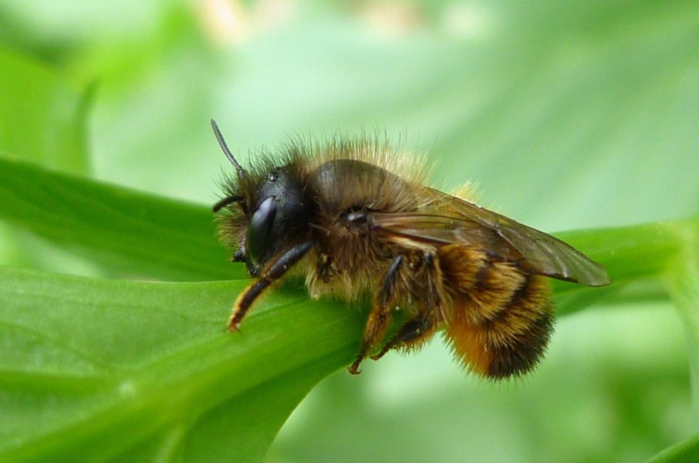 Rosse metselbij, zittend op groen blad. Eén van de soorten bijen die we gaan monitoren. 