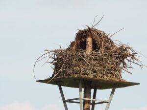 ooievaarsnest op de paal, het nest is over de paal heen naar beneden gezakt