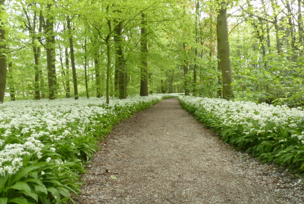 daslook langs een pad in het bos, het zijn groene planten van ca 30-40 cm hoog met kleine witte bloemetjes. ze groen onder hoge bomen. 