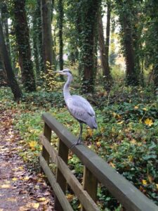 Reiger, grote grijze vogel op hoge poten, staat op de leuning van een brugje in het bos