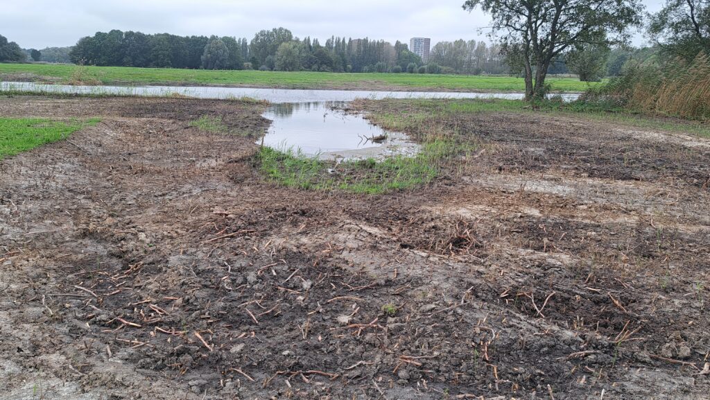 kale grond met rietstobben, in het midden een doodlopend slootje. het staat in verbinding met de bredere sloot erachter