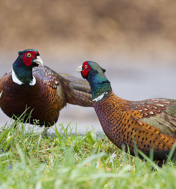 Twee fazantenhanen: glanzend donkergroene kop, rood aan de zijkant, witte halsring, lijf en vleugels verschillende kleuren bruin met zwarte vlekjes