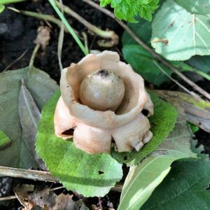 gekraagde aardster: een beige paddenstoel waarvan de buitenste delen omkrullen naar buiten als een kraag