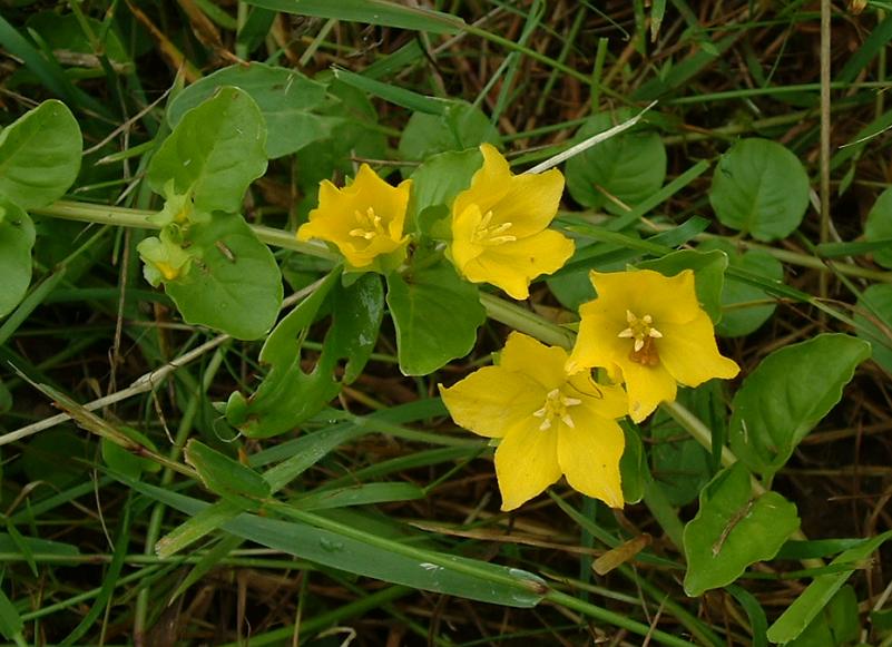 Penningkruid: gele bloemen aan een stengel met ovale groene blaadjes 