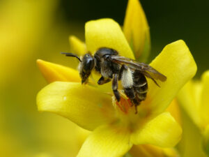 Een bij op een gele bloem. Er zitten opvallende witte haartjes op een poot. Het lijkt daardoor alsof ze slobkousen aanheeft. 