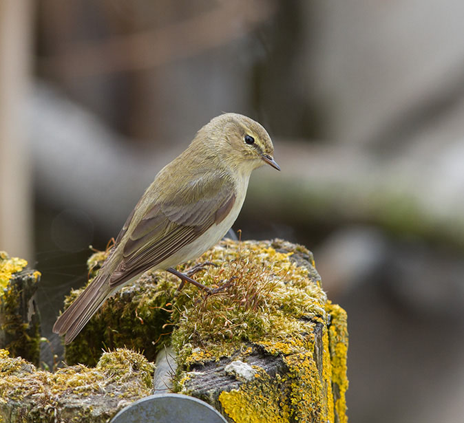 klein grijsbruin vogeltje met iets lichtere buik en puntig snaveltje, zit op een paal met veel mos erop
