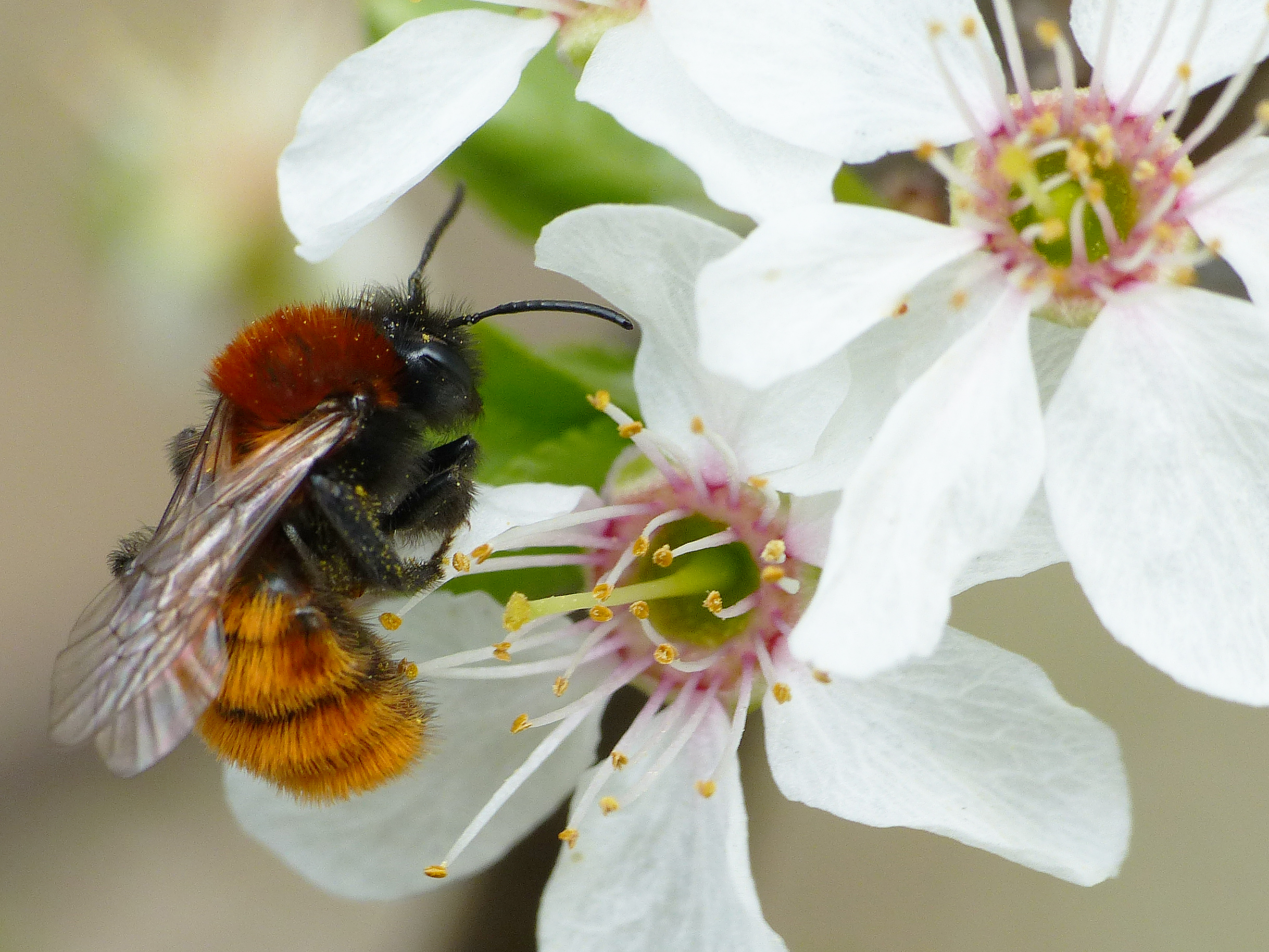 deze bij op een witte bloem heet 'vosje', heeft de roodbruine kleur van een vos
