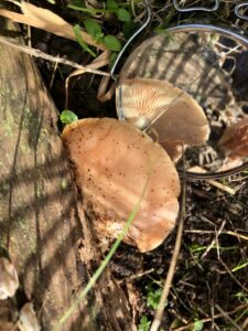 Aan een dode boom zit een paddenstoel vast. Er ligt een spiegeltje naast, zo kun je zien dat er plaatjes aan de onderkant zitten. 