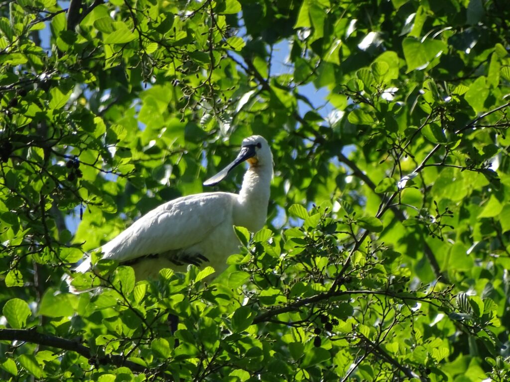 lepelaar staat op een tak in een boom vol groene bladeren