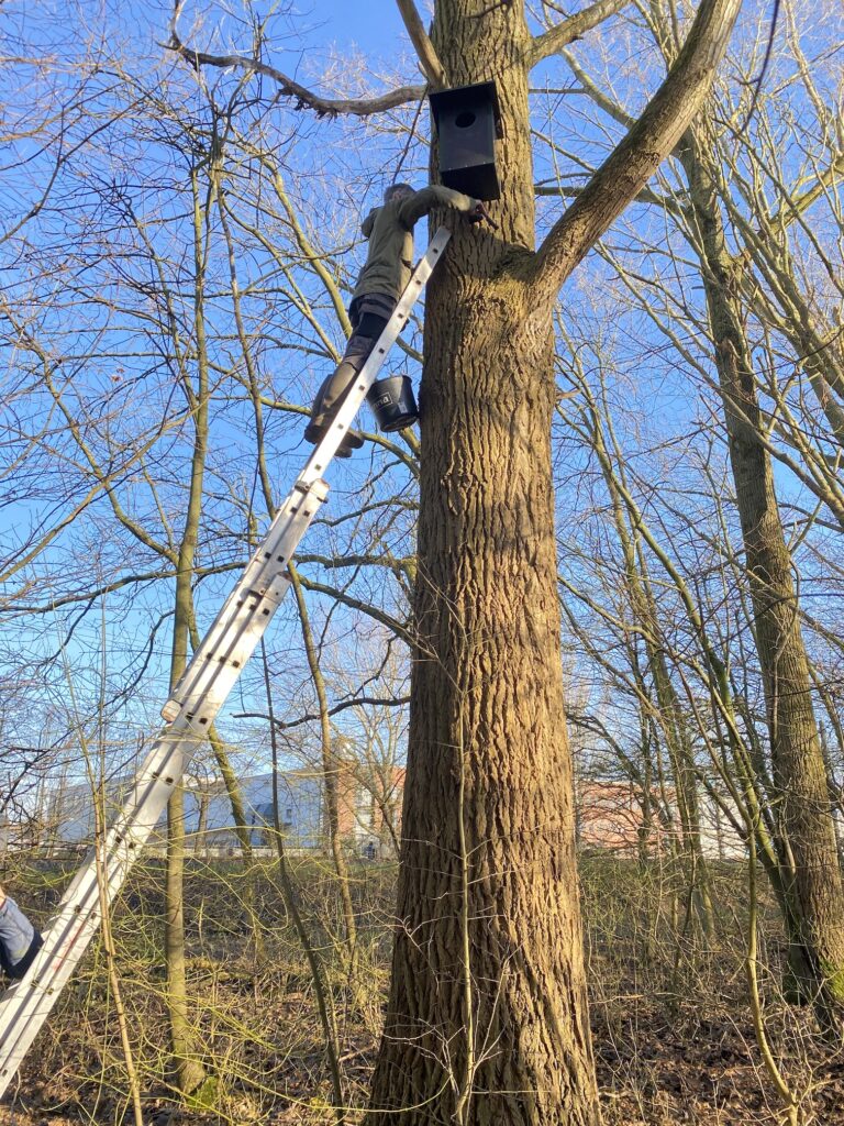 bosuilenkast polderpark Cronesteyn